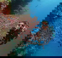 Silversonic Outer Great Barrier Reef Dive and Snorkel Cruise from Port Douglas - Accommodation in Bendigo