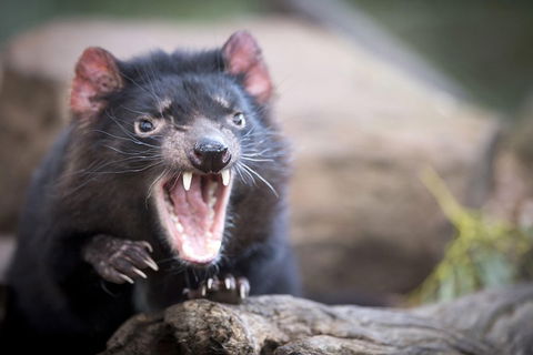 Port Arthur And Tassie Devils Active Day Tour From Hobart - Accommodation in Bendigo 3