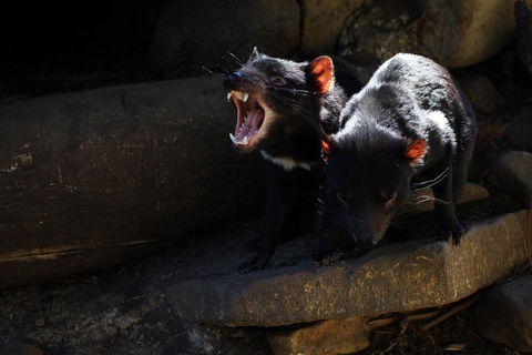 Port Arthur And Tassie Devils Active Day Tour From Hobart - Accommodation in Bendigo 4