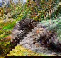 Cradle Mountain National Park Day Tour from Launceston - Accommodation in Bendigo