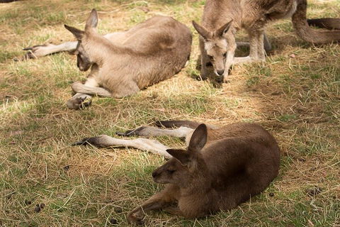 Bonorong Wildlife Park And Richmond Afternoon Tour From Hobart - Accommodation in Bendigo 3