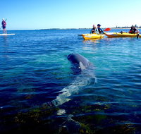 Penguin and Seal Islands Sea Kayaking Experience