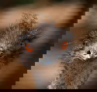 Currumbin Wildlife Sanctuary General Entry Ticket - Accommodation in Bendigo