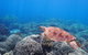 Calypso Outer Great Barrier Reef Cruise From Port Douglas - thumb 2