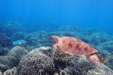 Calypso Outer Great Barrier Reef Cruise From Port Douglas - Accommodation in Bendigo 2