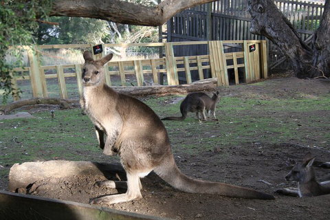 Mt. Wellington, Bonorong And Richmond Day Tour From Hobart - Accommodation in Bendigo 2
