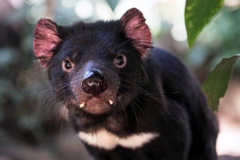Mt. Wellington, Bonorong And Richmond Day Tour From Hobart - Accommodation in Bendigo 3