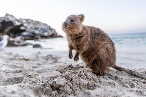 Fremantle To Rottnest Island Roundtrip Ferry Ticket - Accommodation in Bendigo 1
