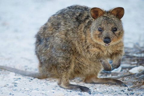 Perth To Rottnest Island Roundtrip Ferry Ticket - Accommodation in Bendigo 3