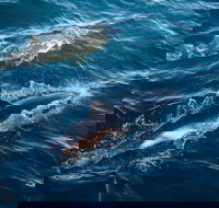 Sydney Whale-Watching Cruise - Accommodation in Bendigo