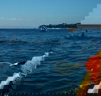 Mornington Peninsula Kayak Coastline Tour of Dolphin Sanctuary - Accommodation in Bendigo