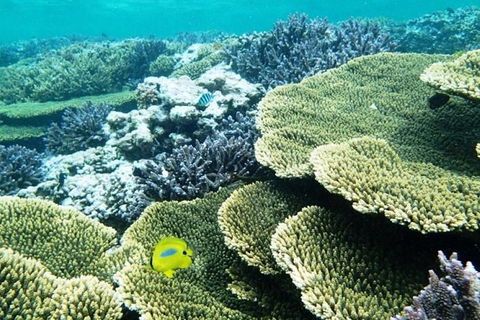 Abrolhos Islands Scenic Flight & Snorkel Adventure From Perth - Accommodation in Bendigo 4