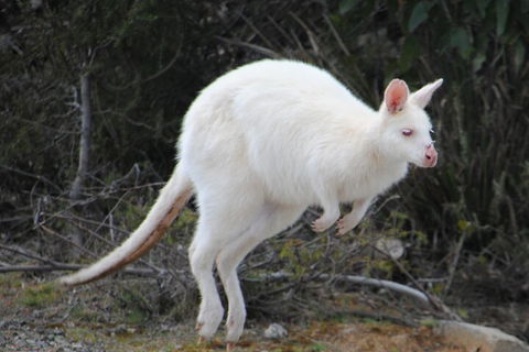 Small-Group Day Trip From Hobart To Bruny Island - Accommodation in Bendigo 2