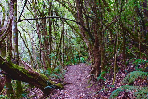 Kunanyi / Mt. Wellington Guided Hiking Tour - Accommodation in Bendigo 2
