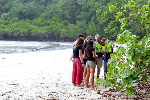 Full Day Daintree Rainforest And Mossman Gorge Tour - Accommodation in Bendigo 2