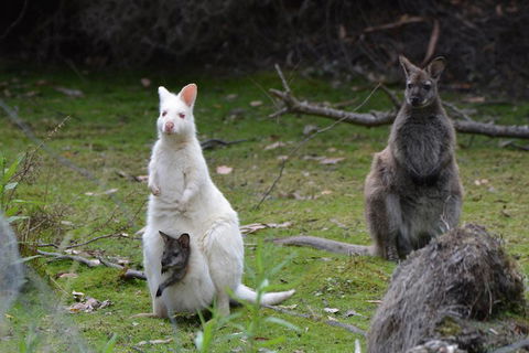 Full-Day Guided Bruny Island Tour From Hobart - Accommodation in Bendigo 0