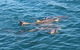 Roebuck Bay Snubfin Dolphin Cruise - thumb 0