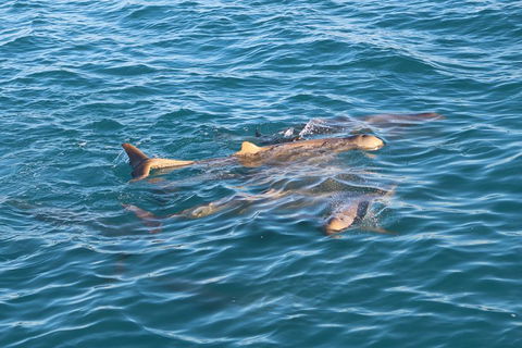 Roebuck Bay Snubfin Dolphin Cruise - Accommodation in Bendigo 0