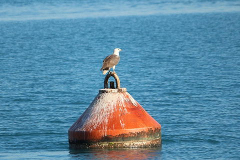 Roebuck Bay Snubfin Dolphin Cruise - Accommodation in Bendigo 1