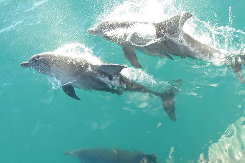 Roebuck Bay Snubfin Dolphin Cruise - Accommodation in Bendigo 2
