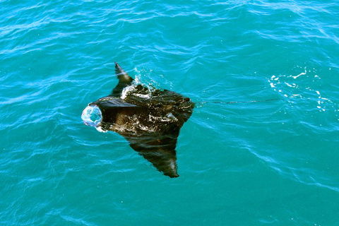 Roebuck Bay Snubfin Dolphin Cruise - Accommodation in Bendigo 5