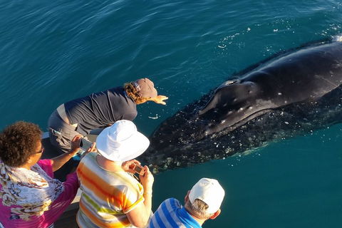 AOC Whale Watching From Broome - Accommodation in Bendigo 0