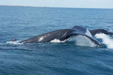 AOC Whale Watching From Broome - Accommodation in Bendigo 1