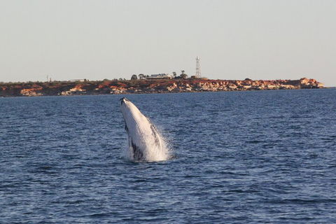 AOC Whale Watching From Broome - Accommodation in Bendigo 3