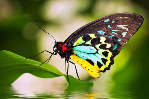 Australian Butterfly Sanctuary - Accommodation in Bendigo 4