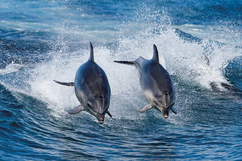 3-Hour Bruny Island Cruise From Adventure Bay, Bruny Island - Accommodation in Bendigo 3