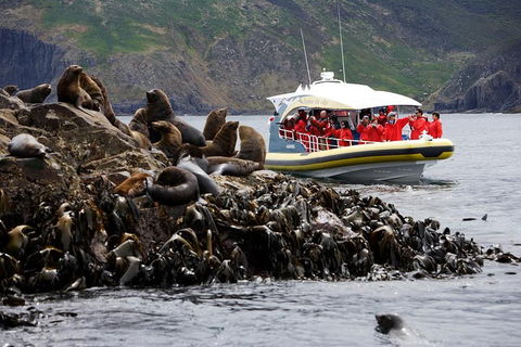 3-Hour Bruny Island Cruise From Adventure Bay, Bruny Island - Accommodation in Bendigo 4