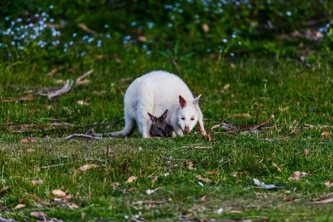 Bruny Island Traveller - Gourmet Tasting And Sightseeing Day Trip From Hobart - Accommodation in Bendigo 3