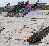 Kangaroo Island in a Day Tour from Adelaide - Accommodation in Bendigo