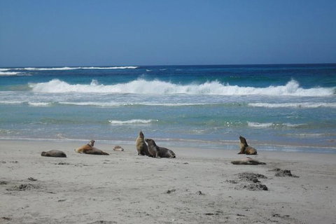 Kangaroo Island In A Day Tour From Adelaide - Accommodation in Bendigo 1