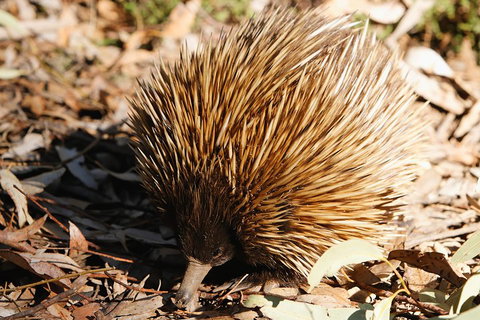 Kangaroo Island In A Day Tour From Adelaide - Accommodation in Bendigo 2