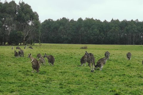 Private Tour: Great Ocean Road From Melbourne - Accommodation in Bendigo 4