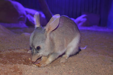 Kuranda Wildlife Experience Three Attraction Pass - Accommodation in Bendigo 0