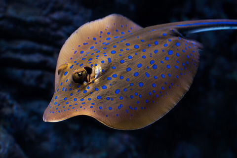 Cairns Aquarium Tour By Twilight With Drink And Appetiser - Accommodation in Bendigo 0