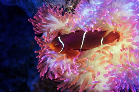 Cairns Aquarium Tour By Twilight With Drink And Appetiser - Accommodation in Bendigo 5