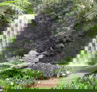 Private Daintree and Cape Tribulation Tour from Port Douglas - Accommodation in Bendigo