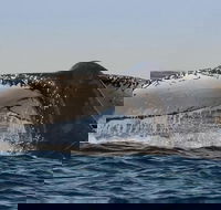 Sydney Whale-Watching Cruise Including Lunch or Breakfast - Accommodation in Bendigo