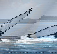 Hervey Bay Whale Watching Cruise - Accommodation in Bendigo