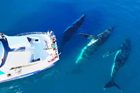 Hervey Bay Whale Watching Cruise - Accommodation in Bendigo 3