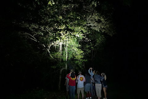 Atherton Tablelands Rain Forest By Night From Cairns - Accommodation in Bendigo 2