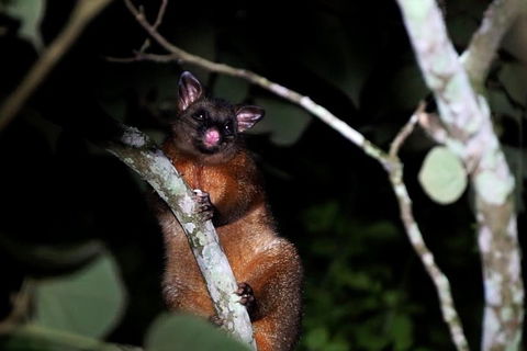 Atherton Tablelands Rain Forest By Night From Cairns - Accommodation in Bendigo 4