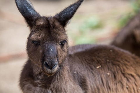 Australian Wildlife Tour At Melbourne Zoo Ticket - Accommodation in Bendigo 0