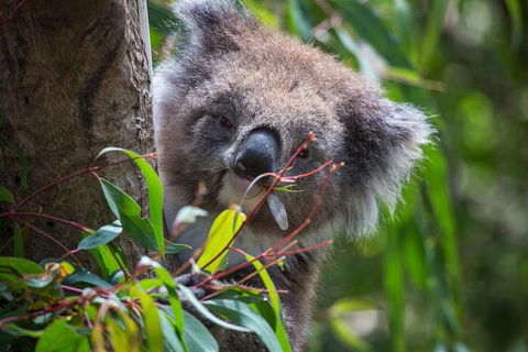 Australian Wildlife Tour At Melbourne Zoo Ticket - Accommodation in Bendigo 1