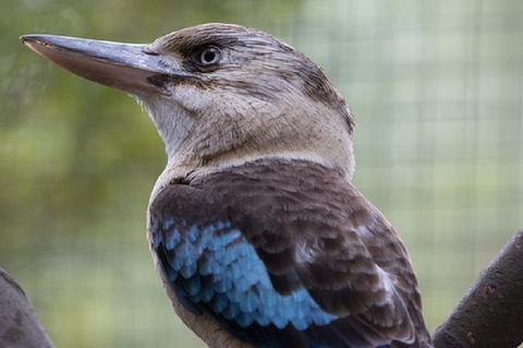 Australian Wildlife Tour At Melbourne Zoo Ticket - Accommodation in Bendigo 4