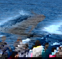 Tangalooma Island Resort Whale Watching Day Cruise - Accommodation in Bendigo