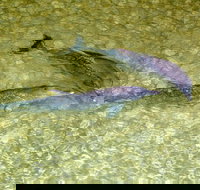 Tangalooma Island Resort Whale Watching Day Cruise with Dolphin Viewing - Accommodation in Bendigo